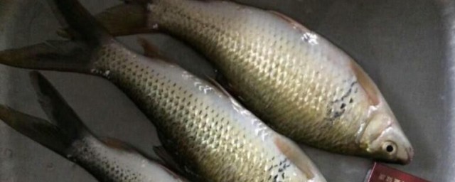 广东冬天钓鲮鱼技巧 冬天钓鲮鱼有何技巧
