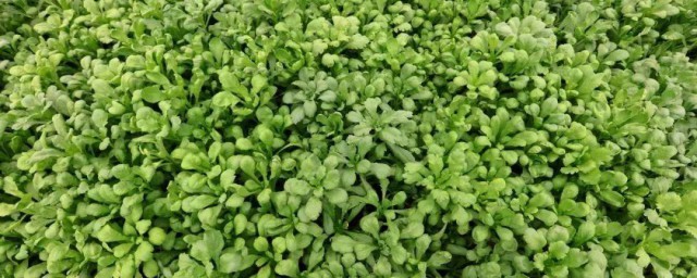 大叶茼蒿种植技巧 大叶茼蒿怎样种植