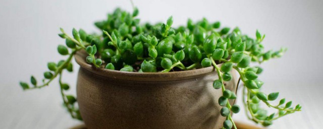 佛珠盆栽种植技巧 佛珠盆栽怎样种植