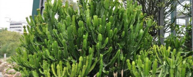 霸王鞭移植要领 霸王鞭移植要领总结