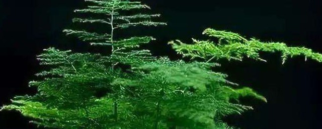 文竹的冬季养护技巧 文竹在冬季怎样养护