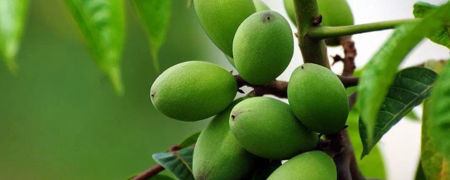 橄榄做情人果如何做 橄榄做情人果的制作要领