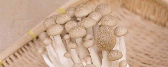 雪榕菇保存技巧 雪榕菇保存技巧是什么