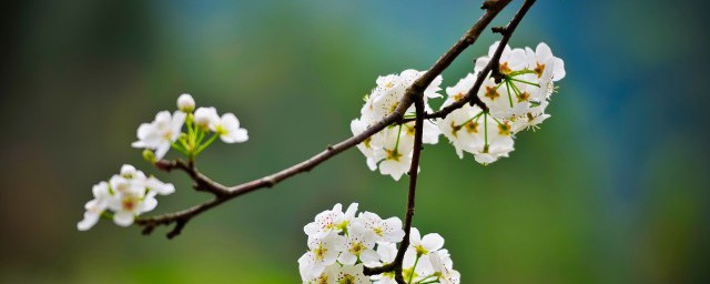 梨树抹芽方式和方式 梨树抹芽要领