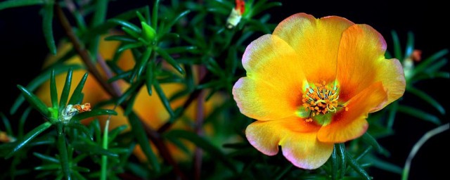 花菱草什么时候开花 花菱草简介