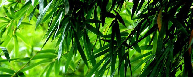 砍掉的竹竿叶子怎样保鲜 砍掉的竹竿叶子保鲜技巧
