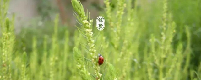 惊蛰节气养生要注意哪些 惊蛰节气养生要注意什么