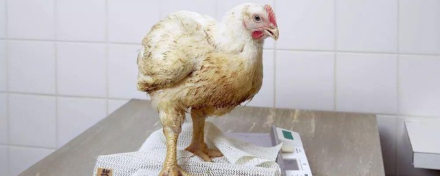 小鸡互相啄肉怎样办 小鸡互相啄肉解决技巧