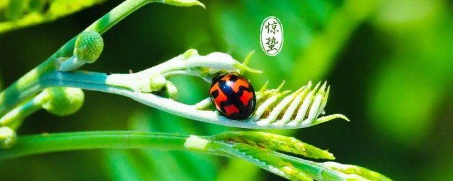 惊蛰过后是什么 惊蛰的下一个节气是什么