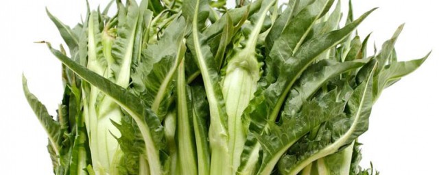 菊苣菜怎样吃 菊苣菜的营养价值