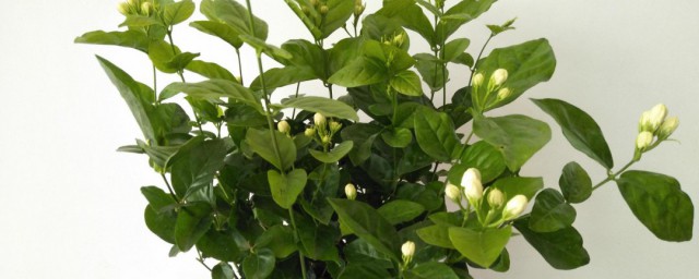 茉莉树种植技巧 茉莉花怎样种植好