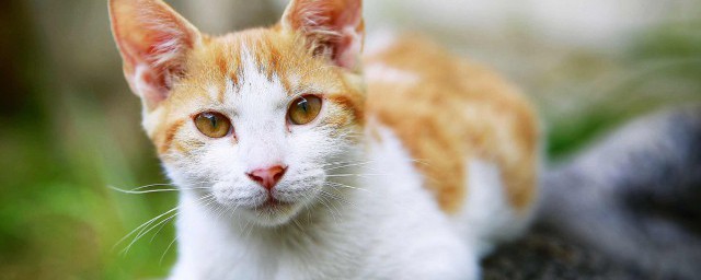 如何做才能让猫认主人 如何让猫咪认主人