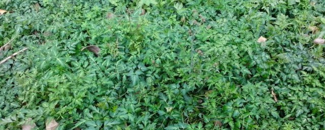 药材沙参的种植技巧 沙参怎样种好