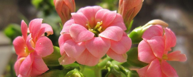 长寿花醒花技巧 唤醒长寿花之养花技巧