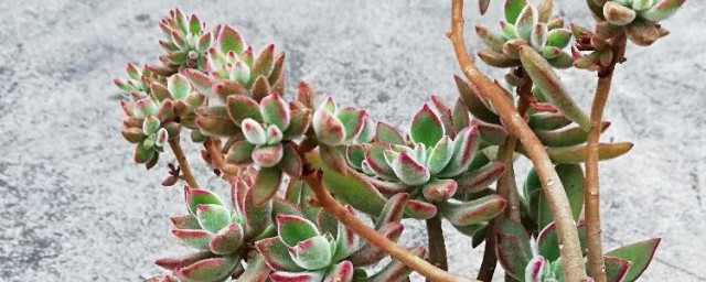 锦晃星花剑的扦插技巧 锦晃星花剑怎样繁殖