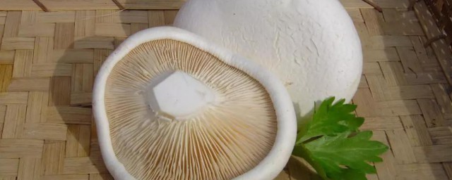清蒸白灵菇 清蒸白灵菇的做法教程