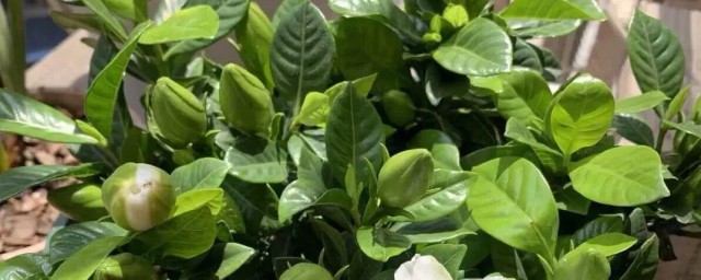 长寿花施尿素的精确技巧 长寿花施尿素怎样用