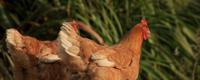 母鸡补钙最佳技巧 母鸡怎样补钙