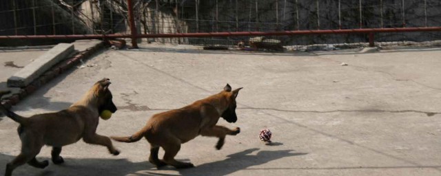 1个月马犬幼犬训练技巧 1个月马犬幼犬怎样训练