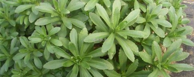 救心菜和养心菜的区别有哪些 救心菜和养心菜的区别是什么