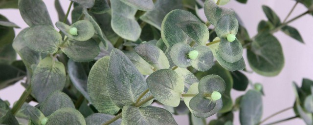 家养金钱叶如何养 金钱叶是草本植物吗