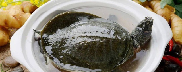孕妇吃甲鱼的烹饪技巧 孕妇吃甲鱼怎样烹饪