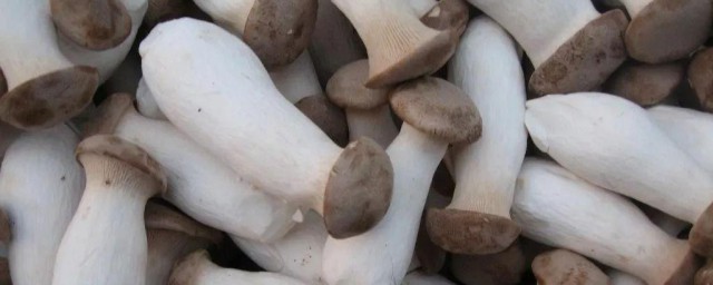 杏鲍菇浇水的精确技巧 杏鲍菇能直接喷水吗