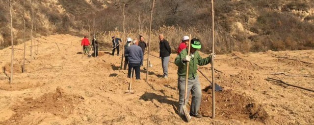 荒山栽树保湿保成活的技巧 大树移栽保活五法分享