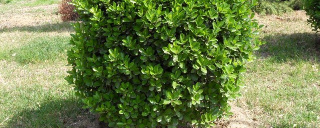 广东黄杨的种植技巧 广东黄杨的种植技巧是什么