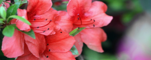 杜鹃花的种植技巧 杜鹃花怎样种植