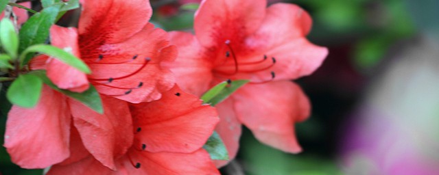 杜鹃花的种植方式 杜鹃花如何种植