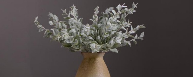 绿植绒养护技巧 绿植绒怎样养殖长得好