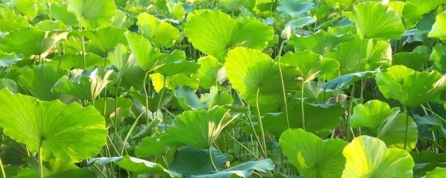莲藕种植方法和注意事项 种植莲藕的详细要领