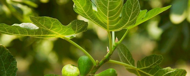 用无花果叶泡脚的技巧 用无花果叶泡脚有什么用