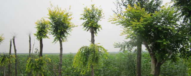 黄果树苗的种植办法 黄果树的种植方法