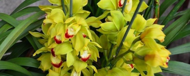 花蕙兰浇水的精确技巧 给花蕙兰浇水的教程