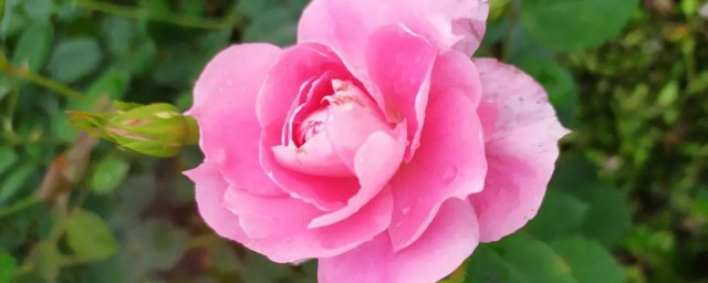 油饼浇茶花精确技巧 油饼浇茶花怎样浇水