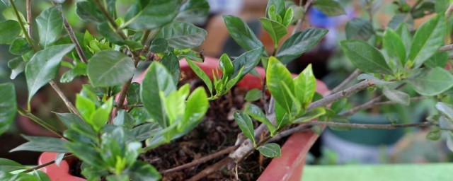 裸根栀子花种植要领 裸根栀子花如何种植