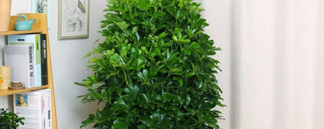 摇钱树种植要领 种摇钱树的方式