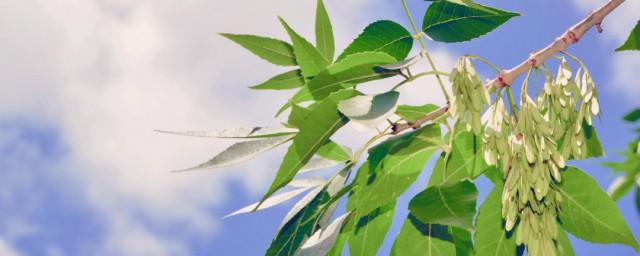 白蜡树养殖技巧 养护白蜡树的流程