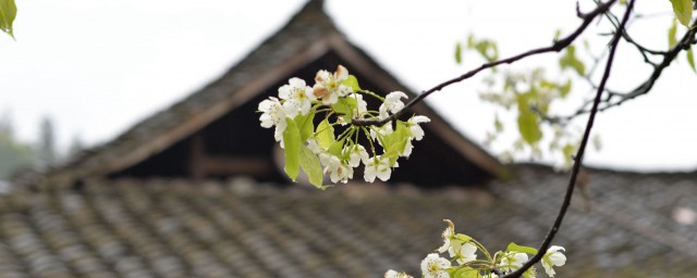 有关清明节的来源及道理 有关清明节简介