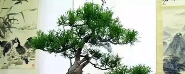 柏树移栽时间和技巧 树龄较长的柏树移栽技巧和时间
