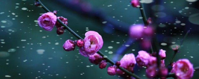 嫁接梅花最好的技巧 梅花嫁接的最佳技巧