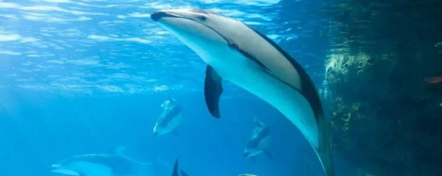 海豚音怎样发声 海豚音发声技巧