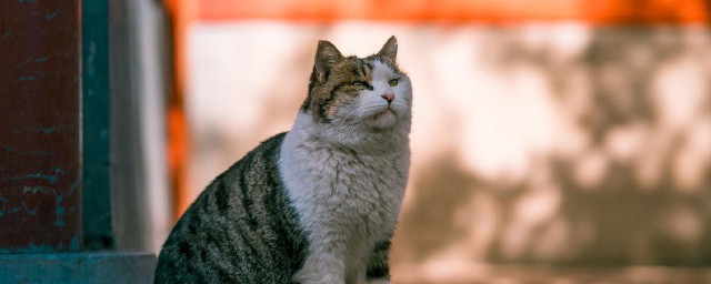 故宫有上百只的猫这些猫的作用是什么 故宫介绍
