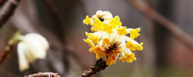 结香花的功效与作用 关于结香花的功效与作用