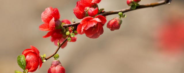 贵妃花的养殖要领 如何养殖贵妃花