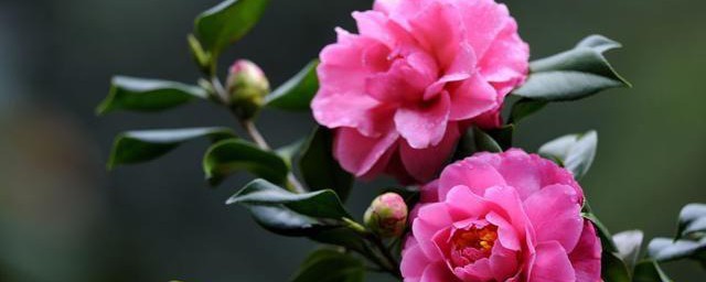 茶花一年四季施肥技巧 茶花一年四季施肥技巧简单简介