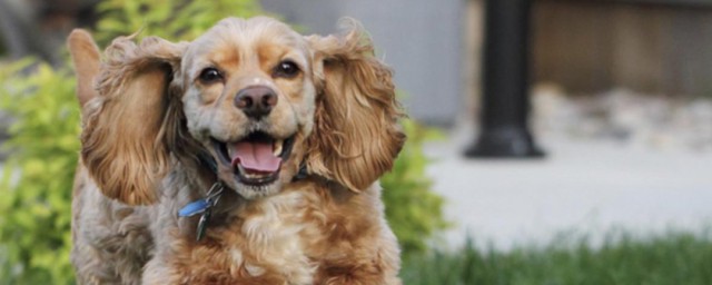 可卡幼犬如何挑选 挑选可卡幼犬办法