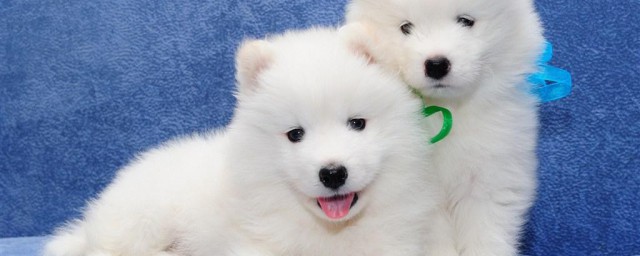 怎样挑选纯种萨摩幼犬 选择纯种萨摩幼犬的妙招